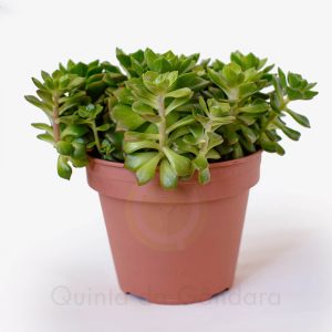 Echeveria affinis