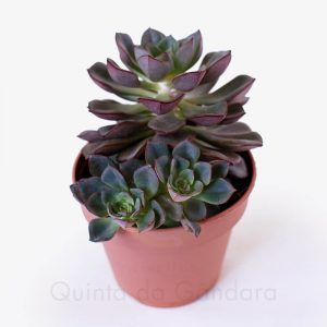 Echeveria moranii (3)