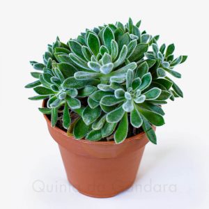 Echeveria pilosa (3)
