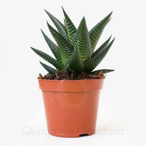 Haworthia limifolia