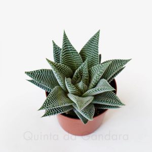 Haworthia spider