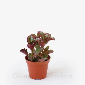 Kalanchoe Pinnatum (2)