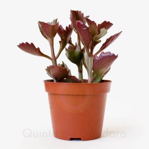 Kalanchoe Pinnatum