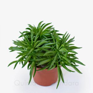 Peperomia Happy-Bean (2)