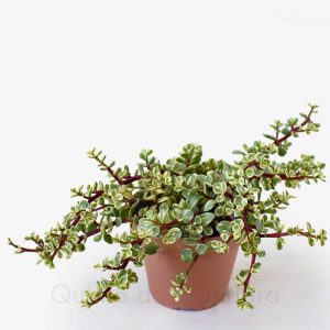 Portulacaria afra Variegata V14