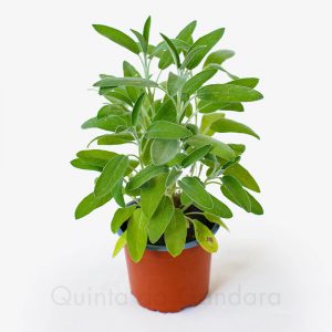 Salvia officinalis