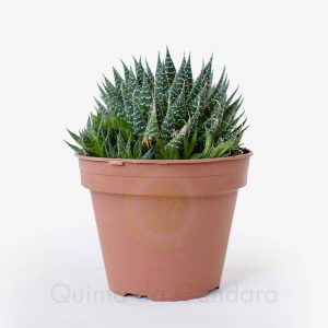 aloe aristata