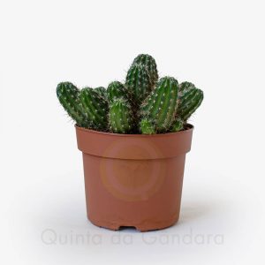 chamaelobivia