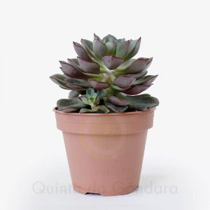 echeveria moranii