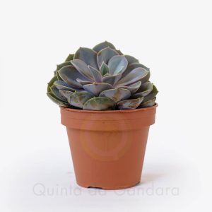 echeveria perle von nurnberg
