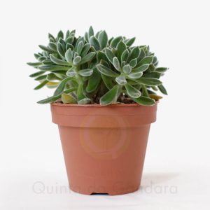 Echeveria Pilosa