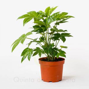 fatsia japonica