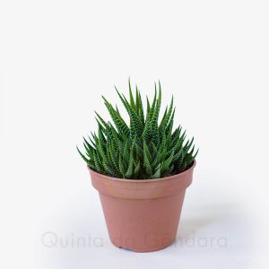 haworthia universe (2)