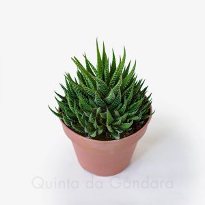 haworthia universe (3)