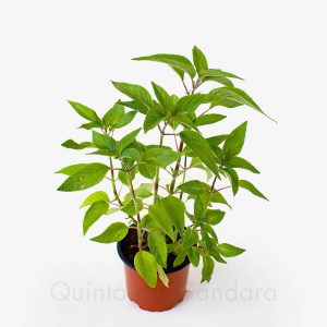 salvia ananas (2)