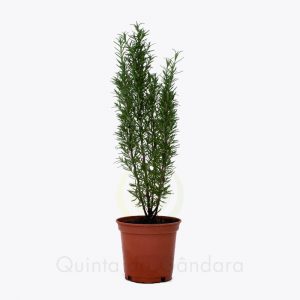 Rosmarinus officinalis (Alecrim) V14