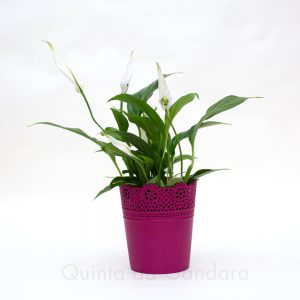 Vaso Lace 11 (9)