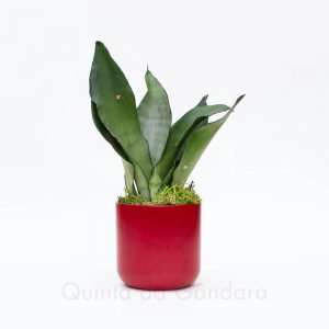 Vaso Sagres (3)
