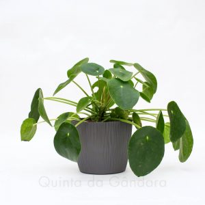 Vaso Sandy (3)