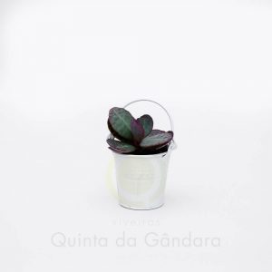 Vaso Zinco Branco (1)